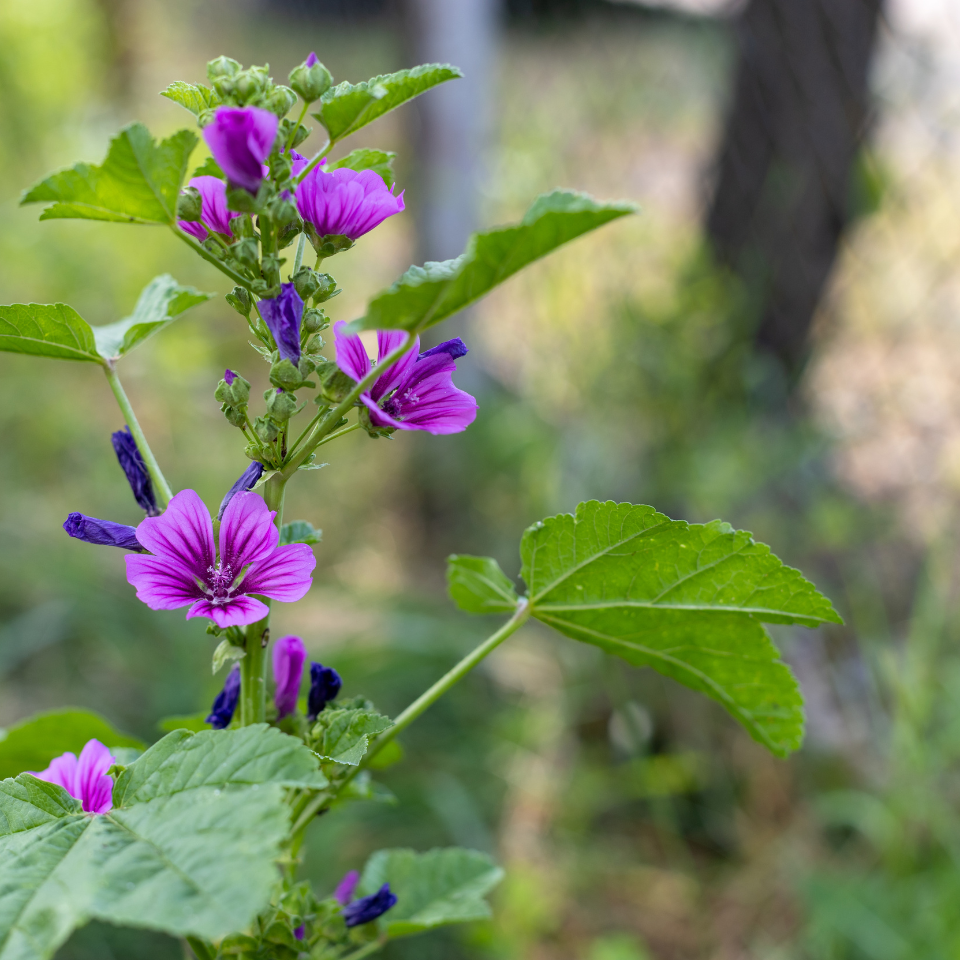 Forest Malva seeds, Malva sylvestris - 15