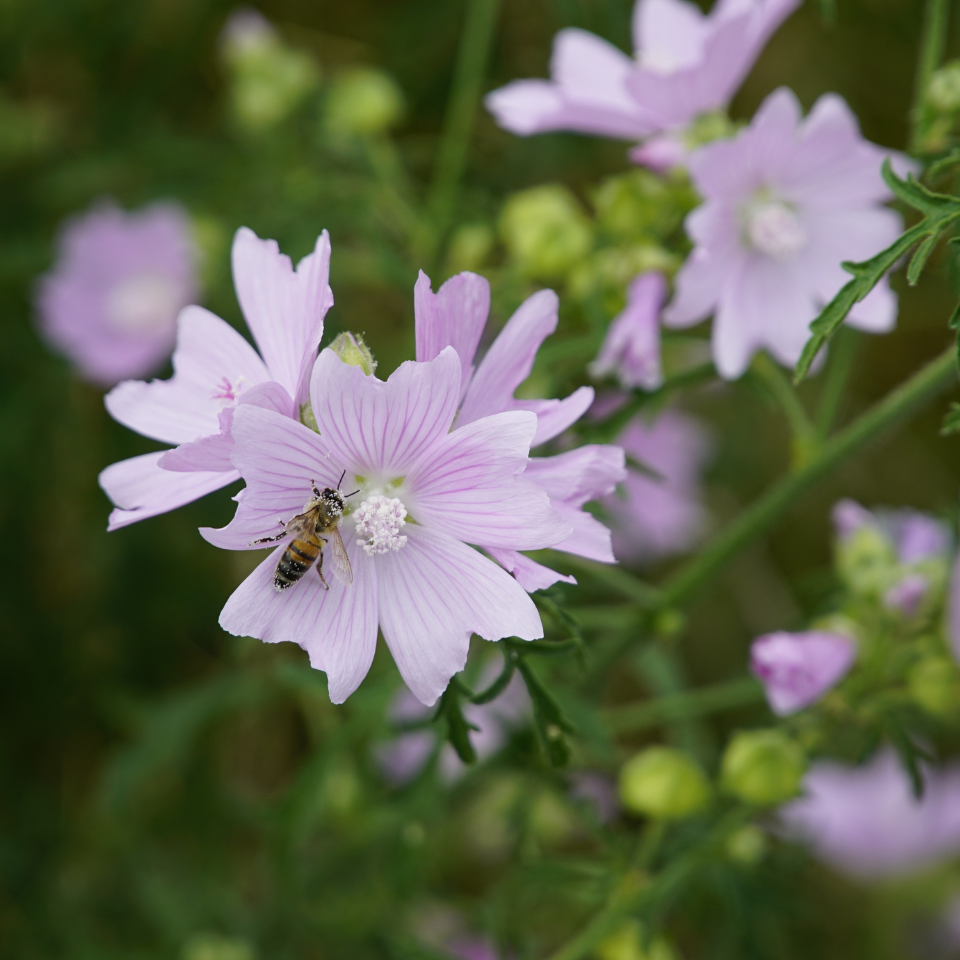 Forest Malva seeds, Malva sylvestris - 15