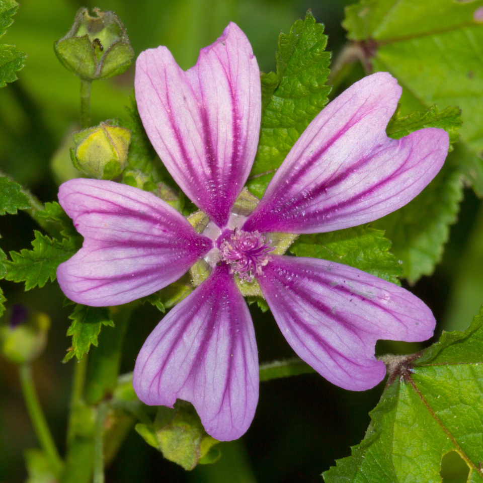 Forest Malva seeds, Malva sylvestris - 15