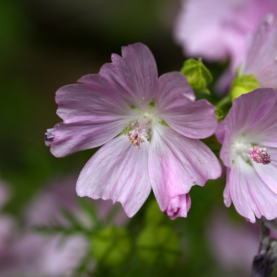 Forest Malva seeds, Malva sylvestris - 15