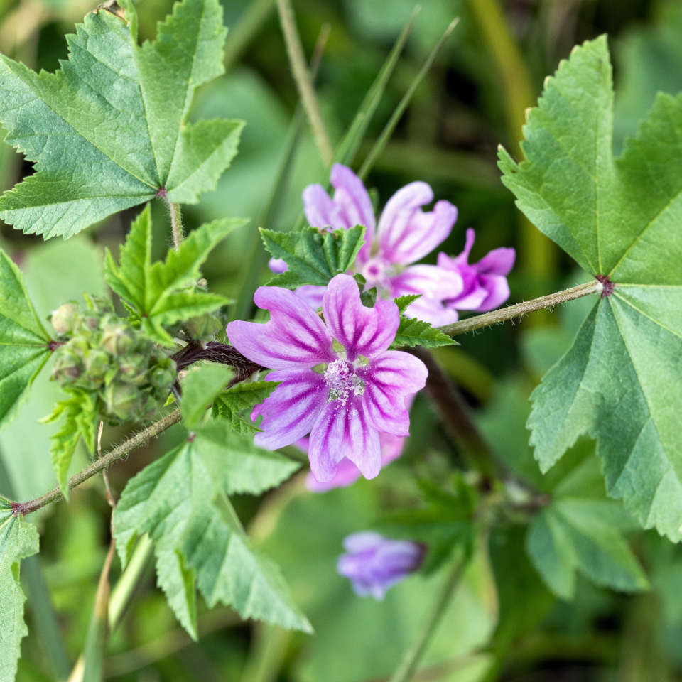 Forest Malva seeds, Malva sylvestris - 15