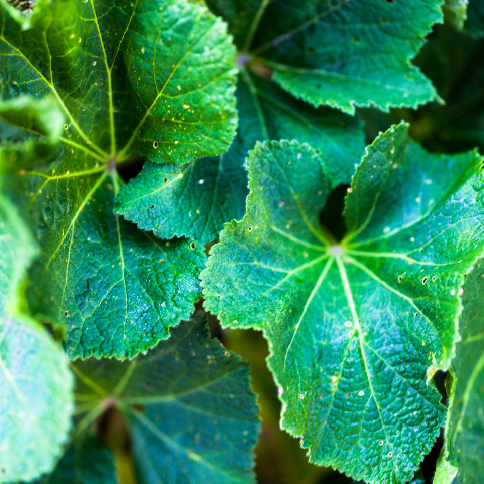 Forest Malva seeds, Malva sylvestris - 15