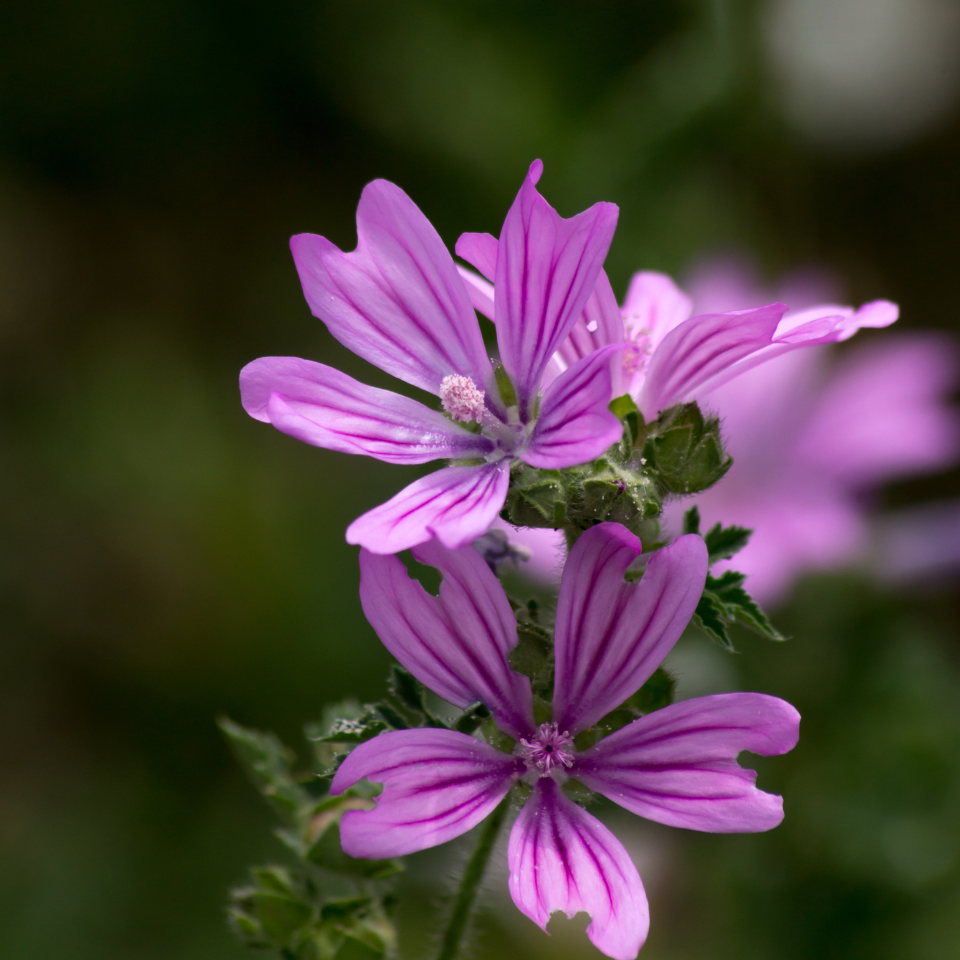 Forest Malva seeds, Malva sylvestris - 15