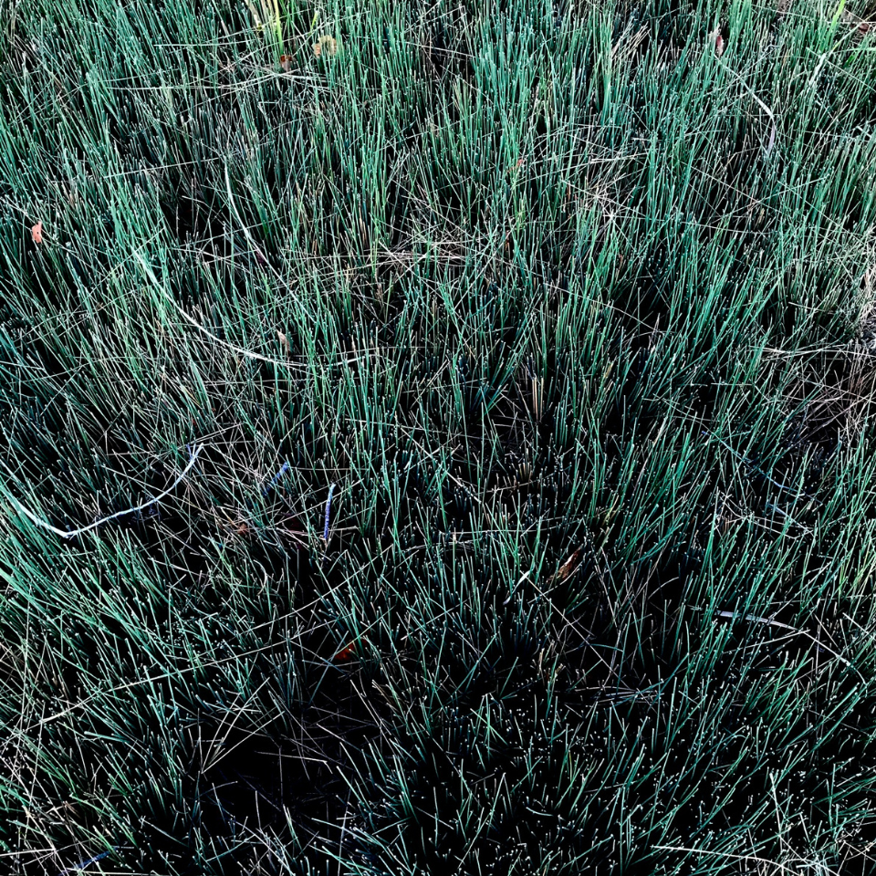 Common rush, Soft Rush seeds, Juncus Effusus - 100