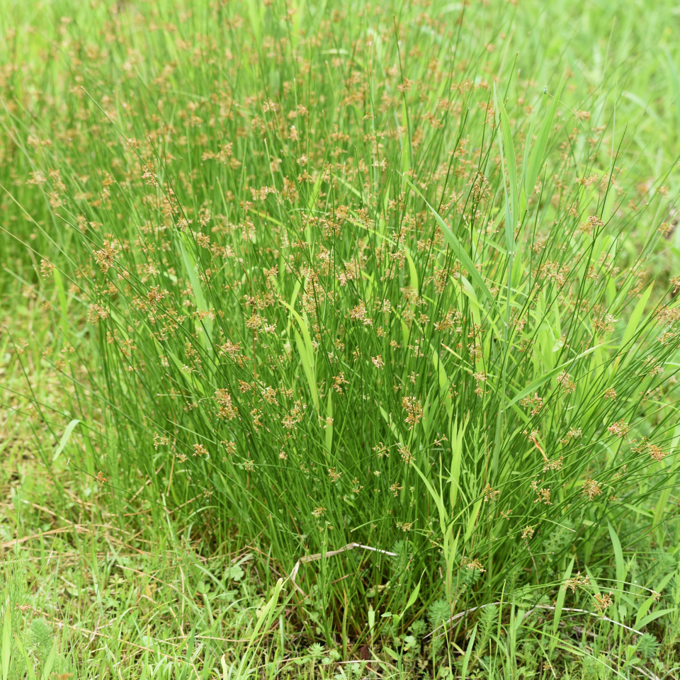 Common rush, Soft Rush seeds, Juncus Effusus - 100
