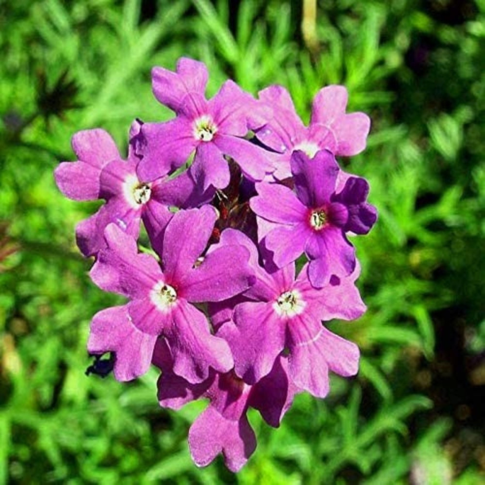 Verbena Tenuisecta Mix colours, Moss Verbena seeds - 30