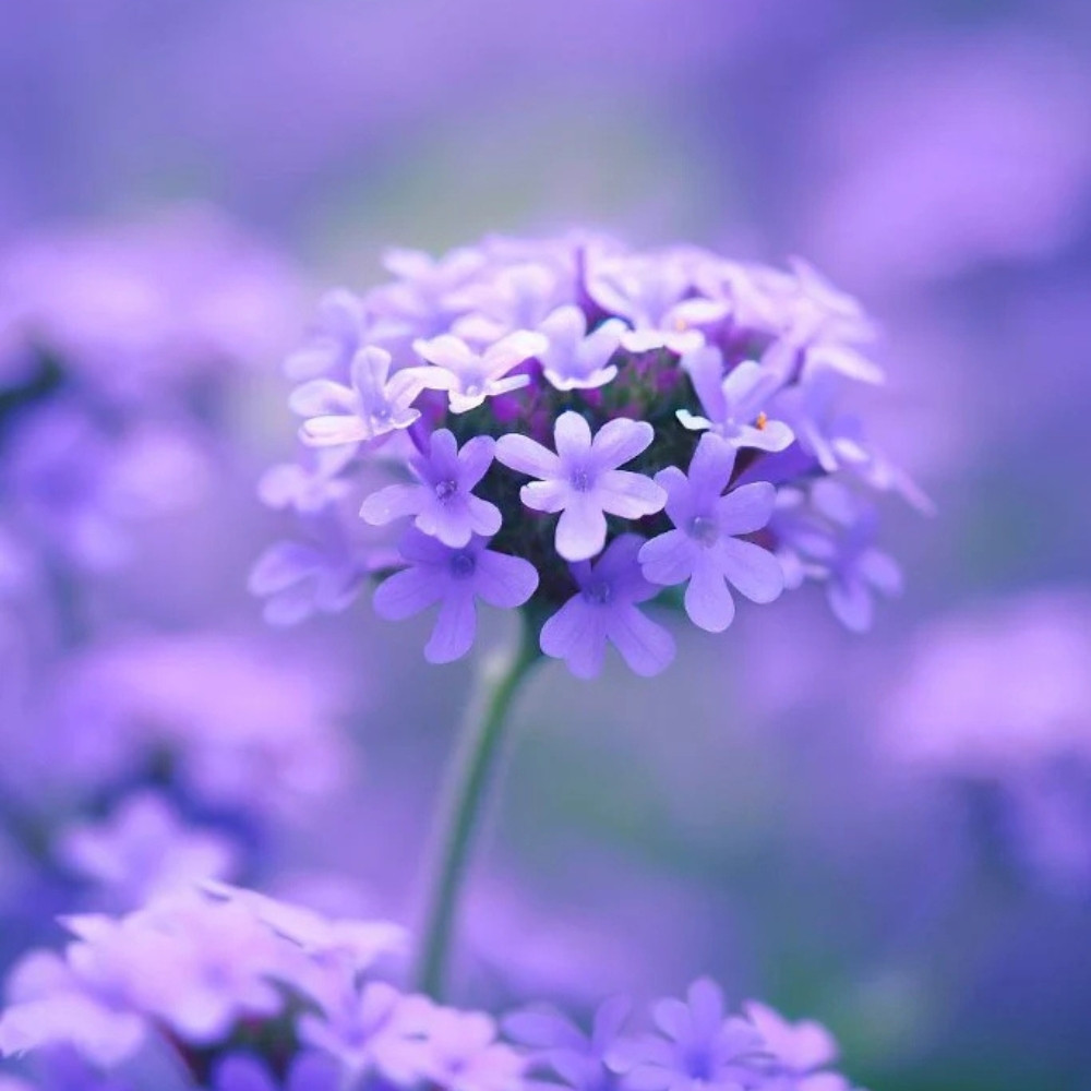 Verbena Tenuisecta Mix colours, Moss Verbena seeds - 30