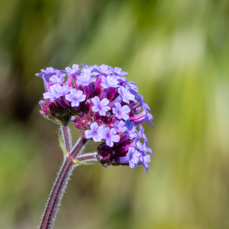 Verbena Tenuisecta Mix colours, Moss Verbena seeds - 30