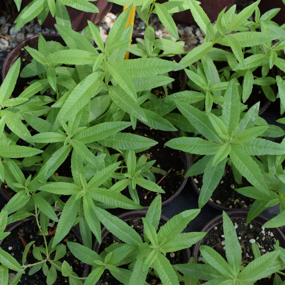 Verbena Tenuisecta Mix colours, Moss Verbena seeds - 30