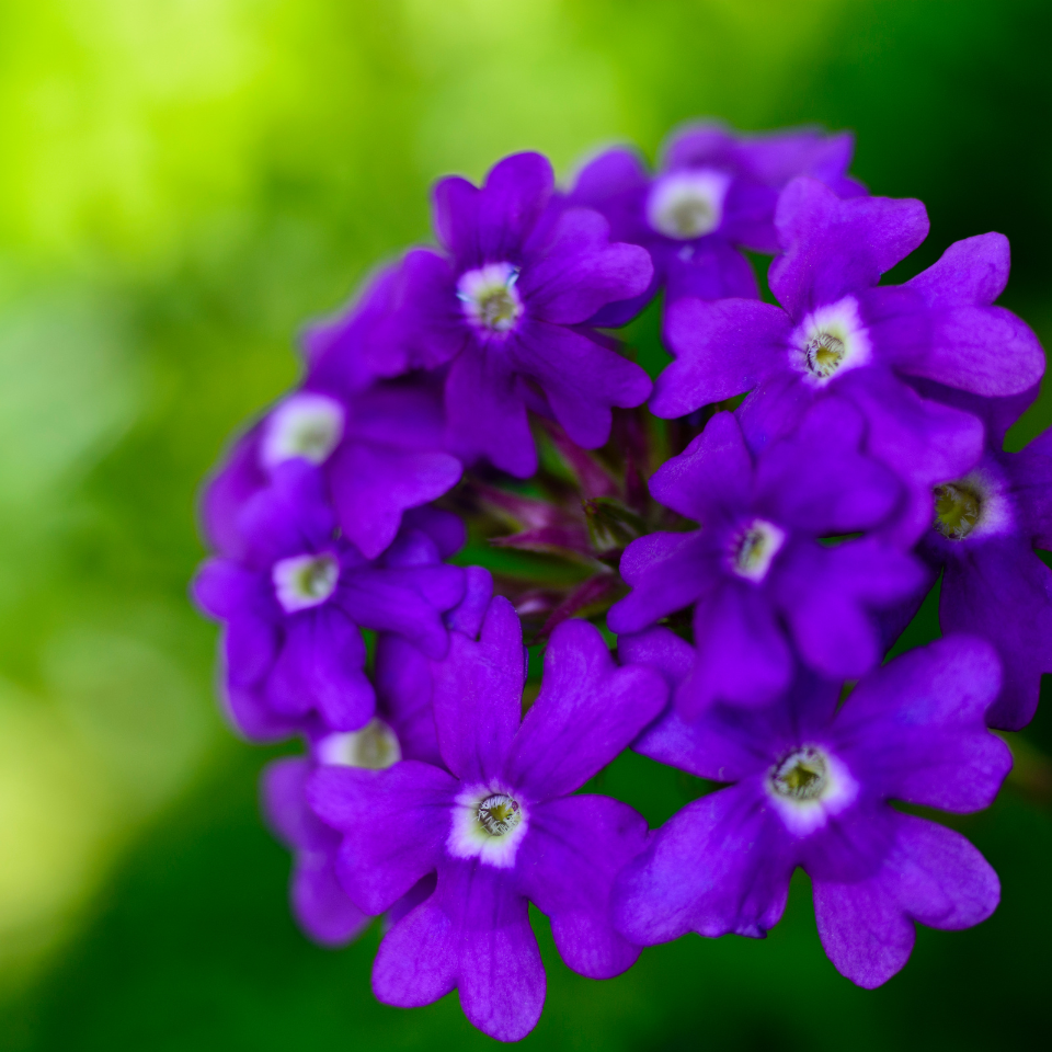 Verbena Tenuisecta Mix colours, Moss Verbena seeds - 30