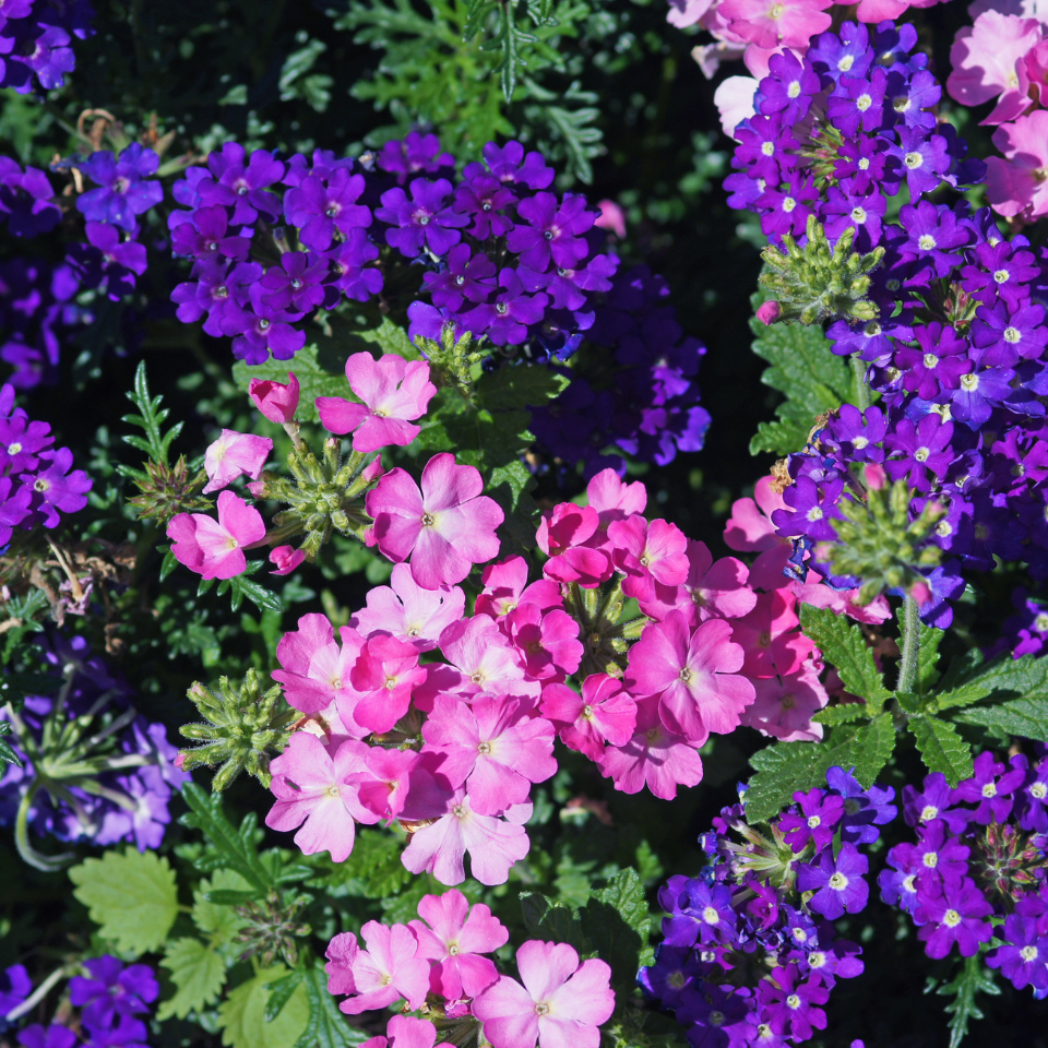 Verbena Tenuisecta Mix colours, Moss Verbena seeds - 30