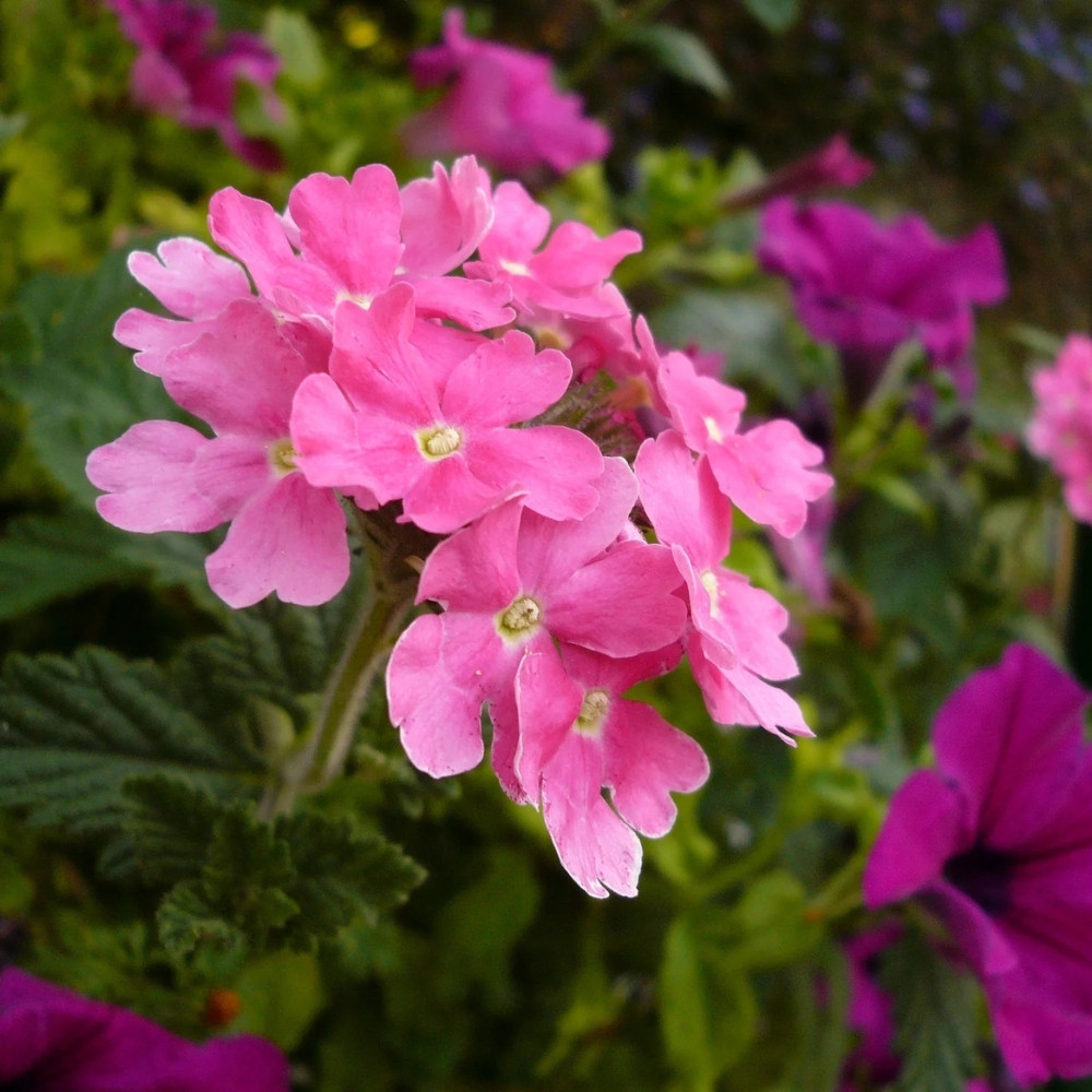 Verbena Tenuisecta Mix colours, Moss Verbena seeds - 30