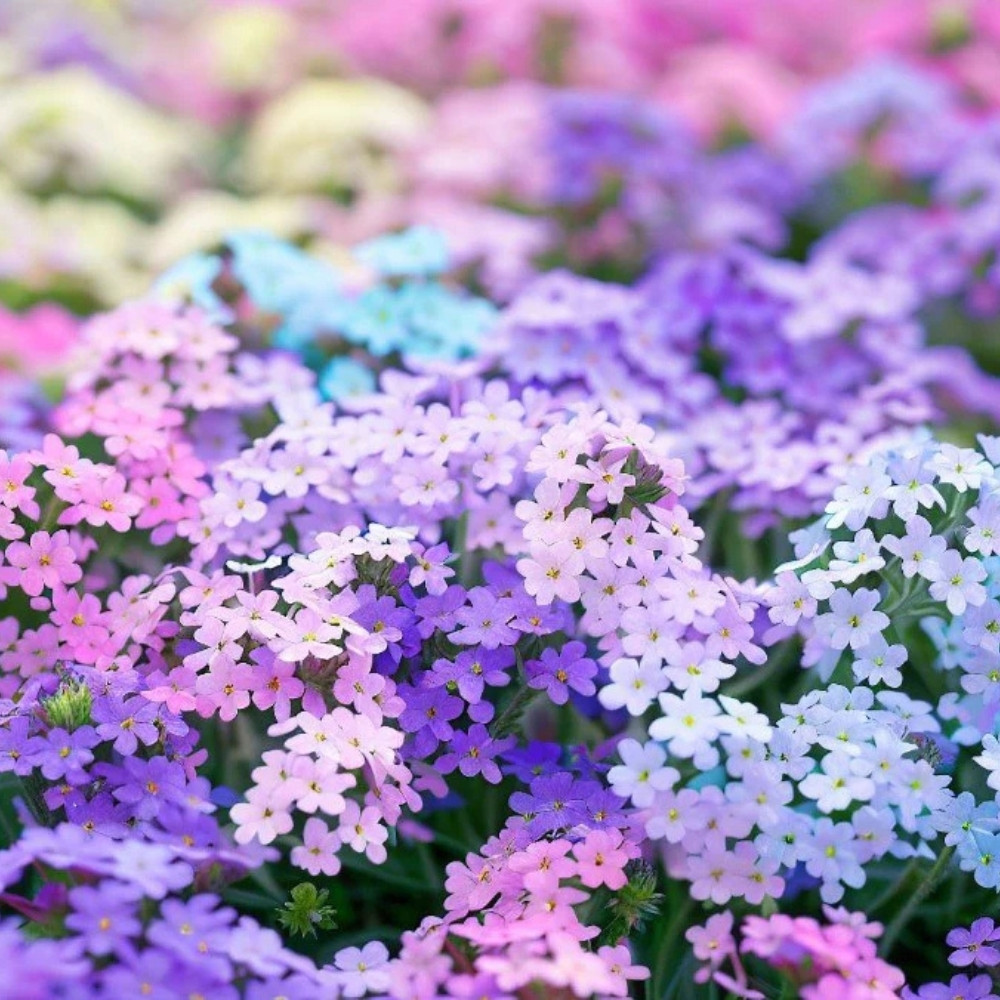Verbena Tenuisecta Mix colours, Moss Verbena seeds - 30