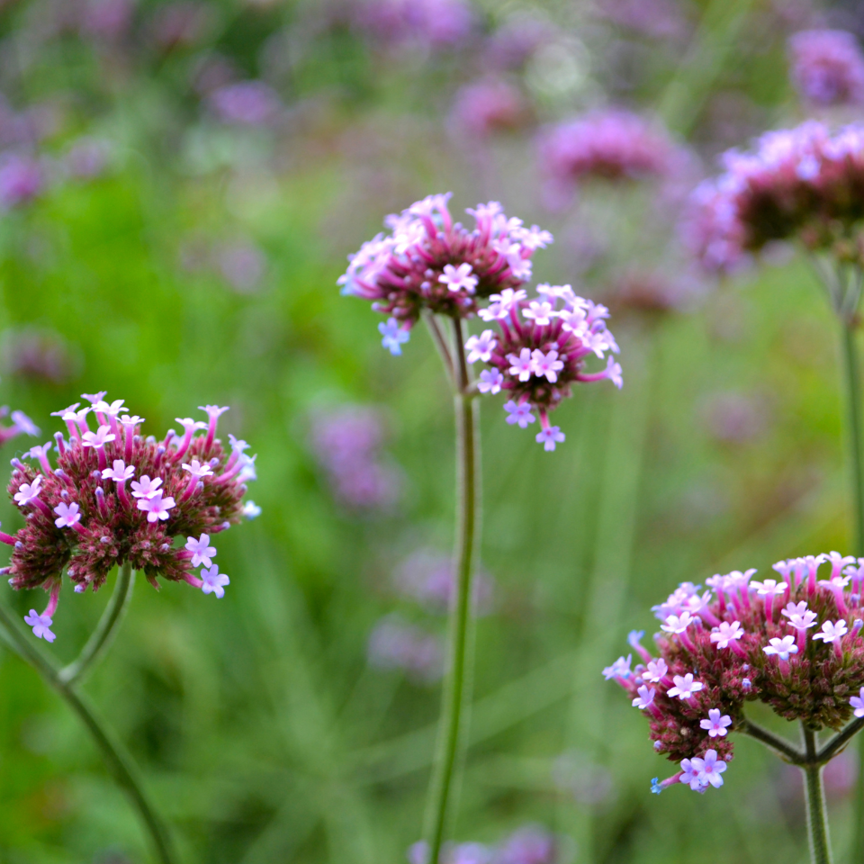 Verbena Tenuisecta Mix colours, Moss Verbena seeds - 30