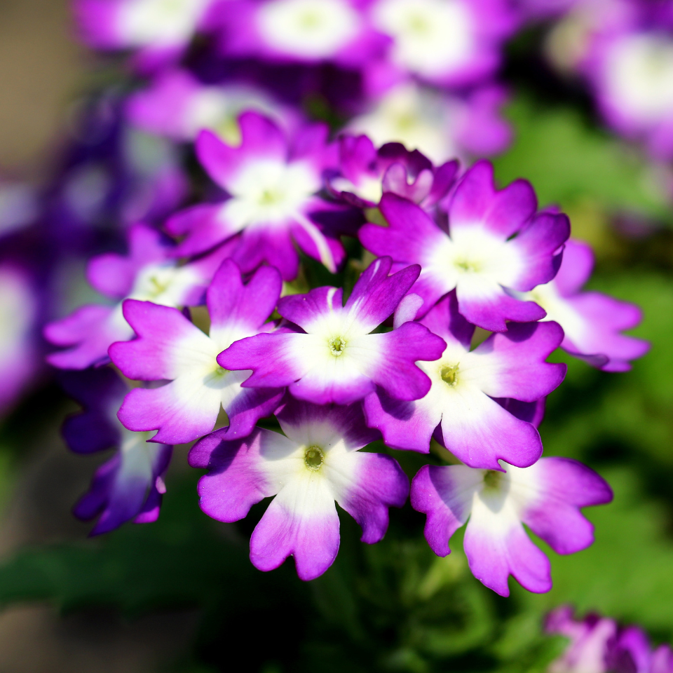 Verbena Tenuisecta Mix colours, Moss Verbena seeds - 30