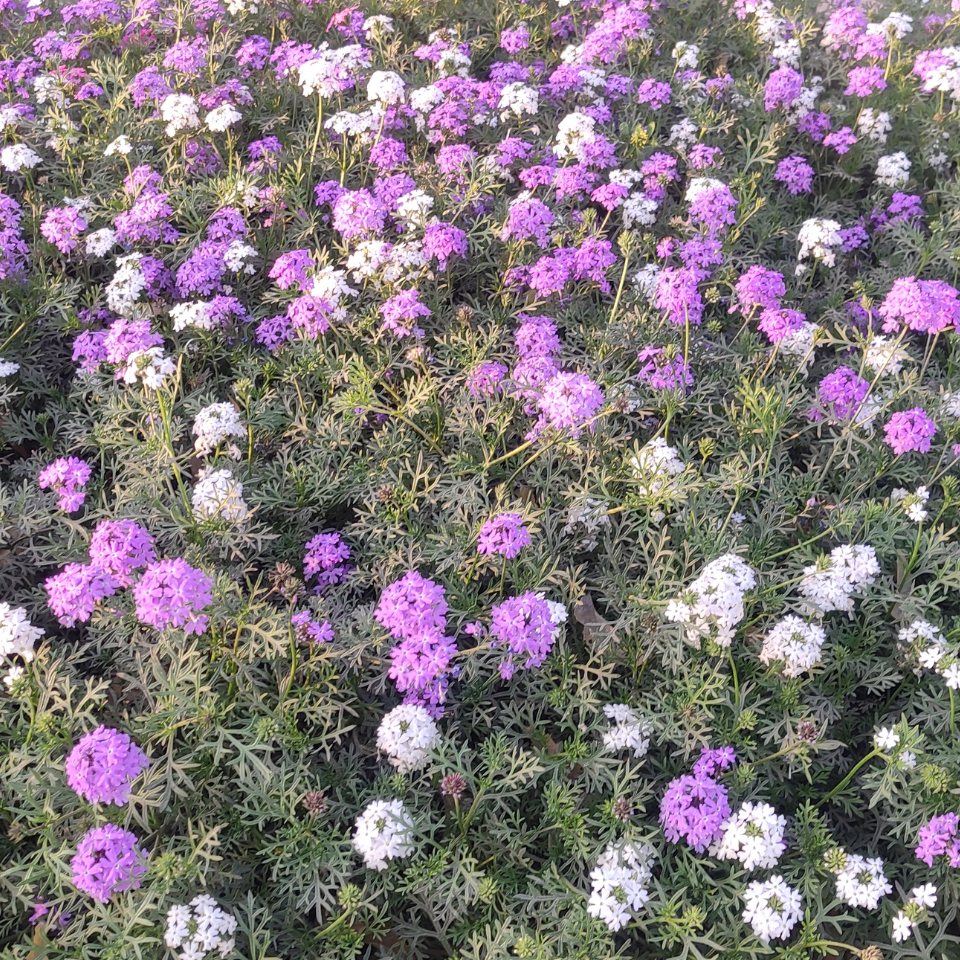 Verbena Tenuisecta Mix colours, Moss Verbena seeds - 30