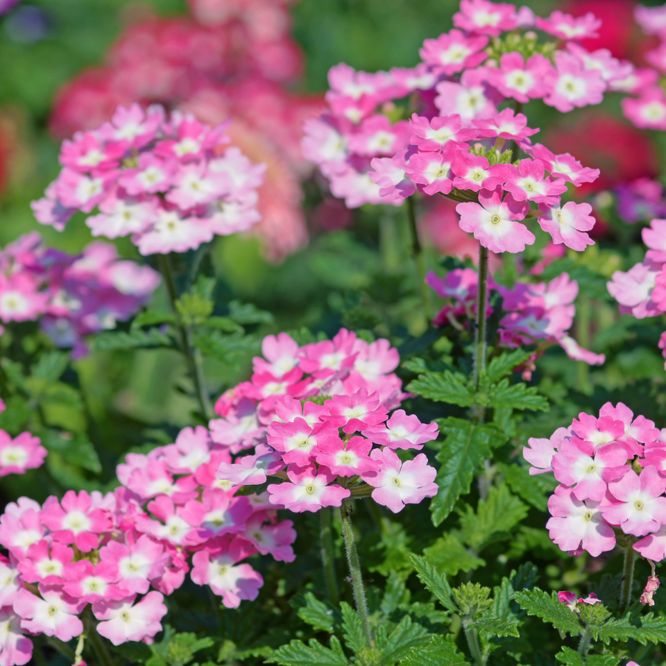 Verbena Tenuisecta Mix colours, Moss Verbena seeds - 30