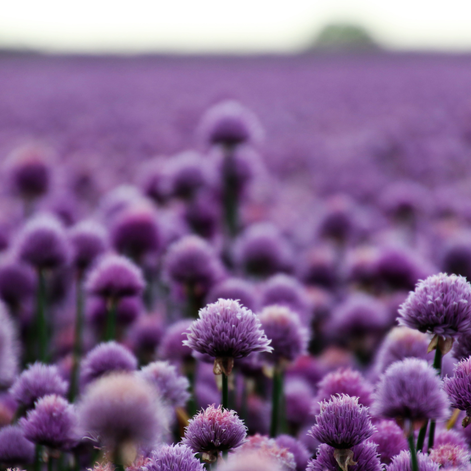 Scallion Purple flower seeds, Allium atropurpureum - 30