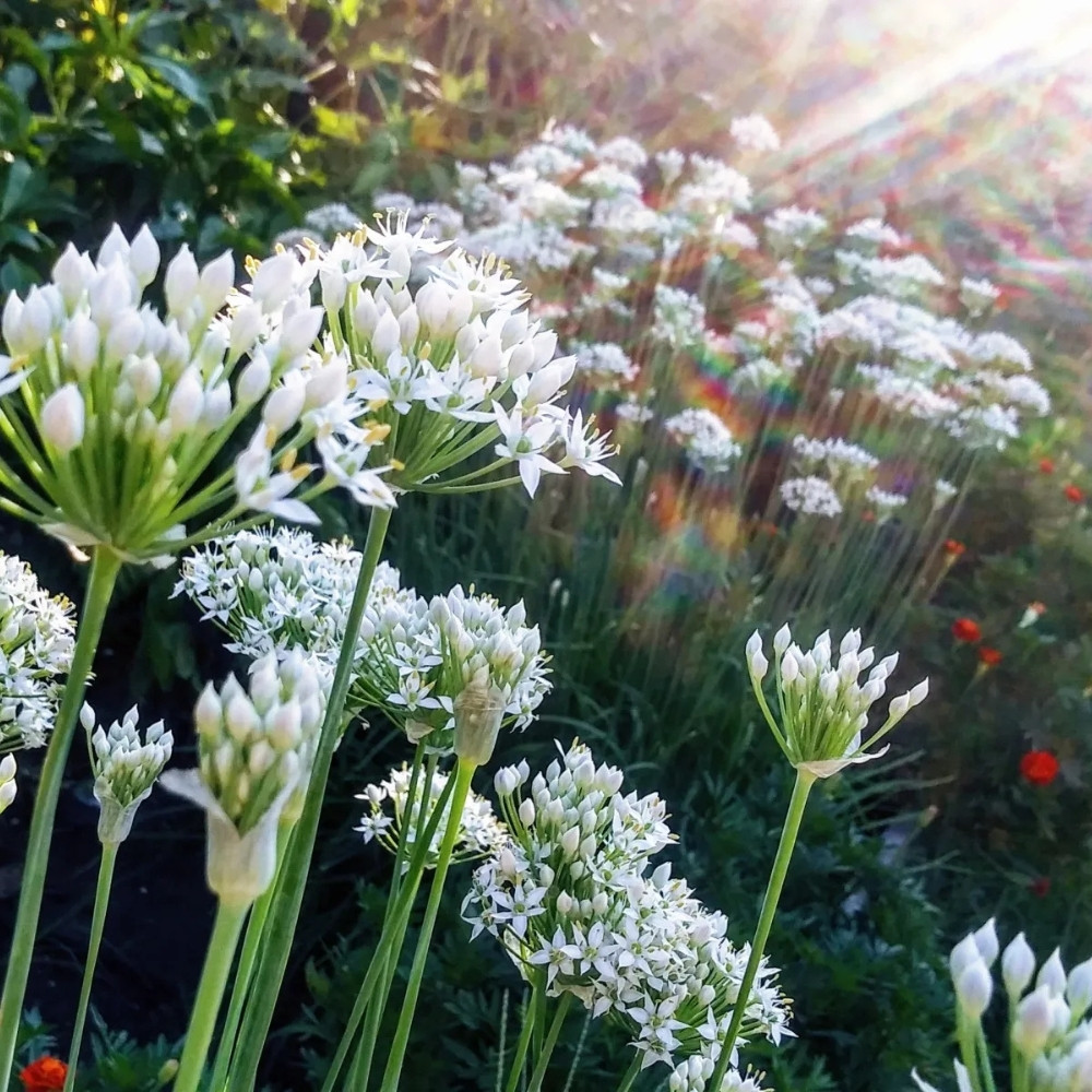 Garlic chives seeds, Allium Tuberosum - 30