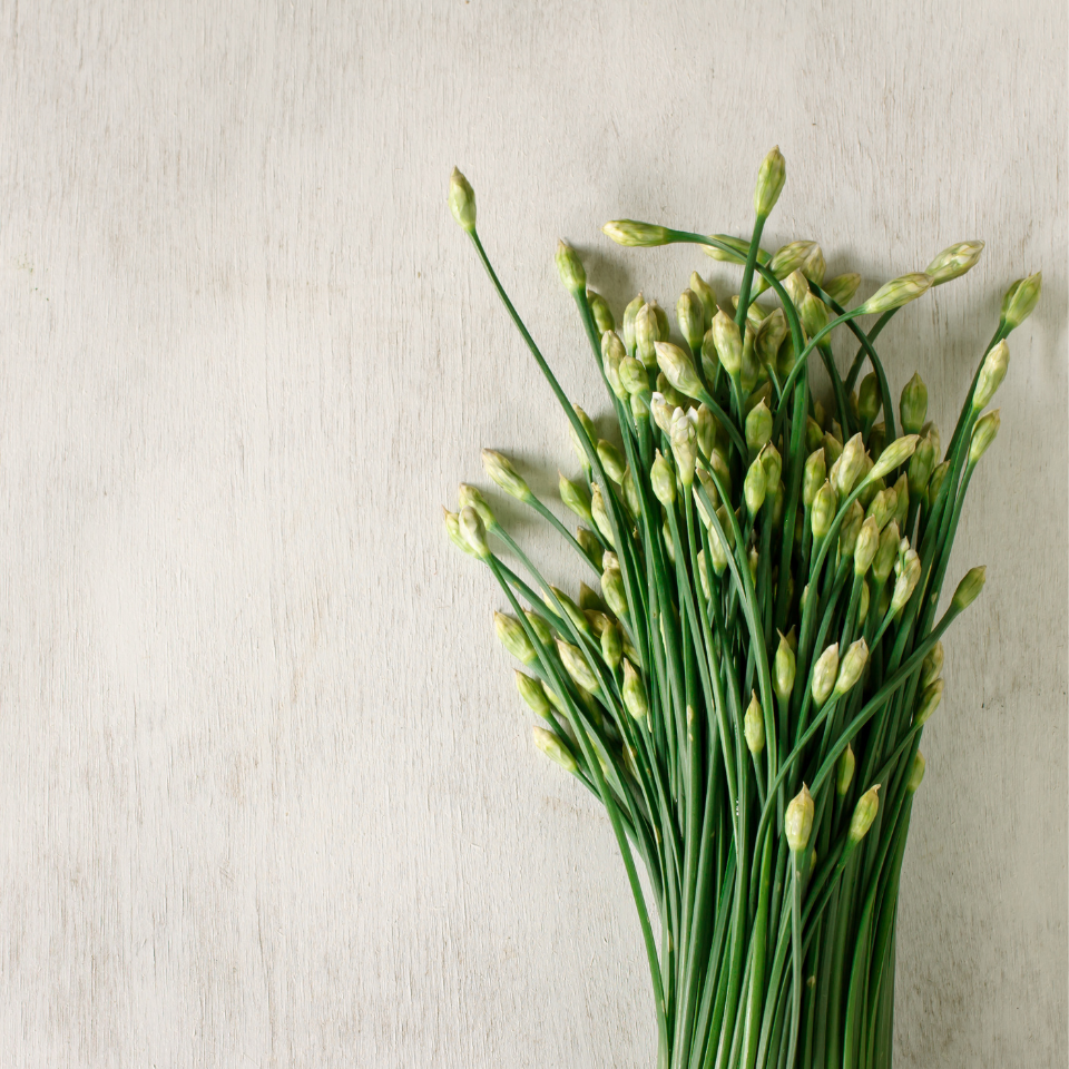 Garlic chives seeds, Allium Tuberosum - 30