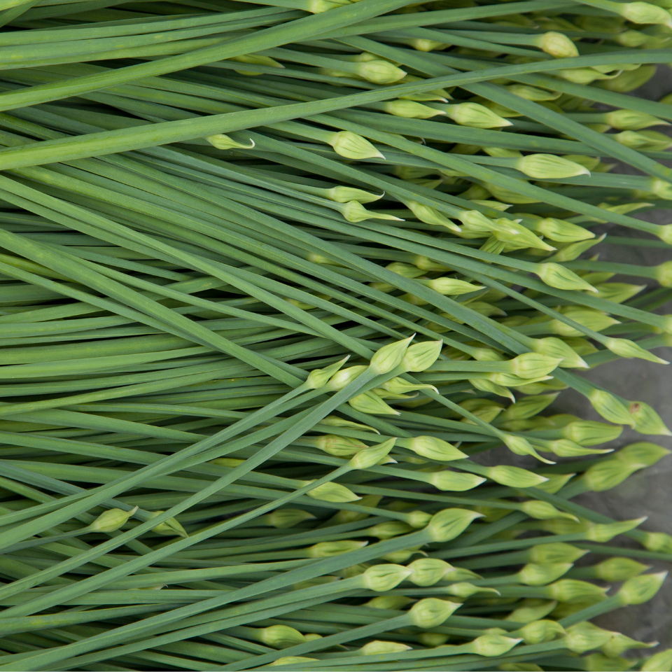 Garlic chives seeds, Allium Tuberosum - 30