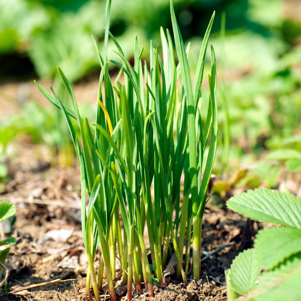 Garlic chives seeds, Allium Tuberosum - 30