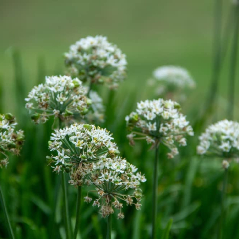 Garlic chives seeds, Allium Tuberosum - 30