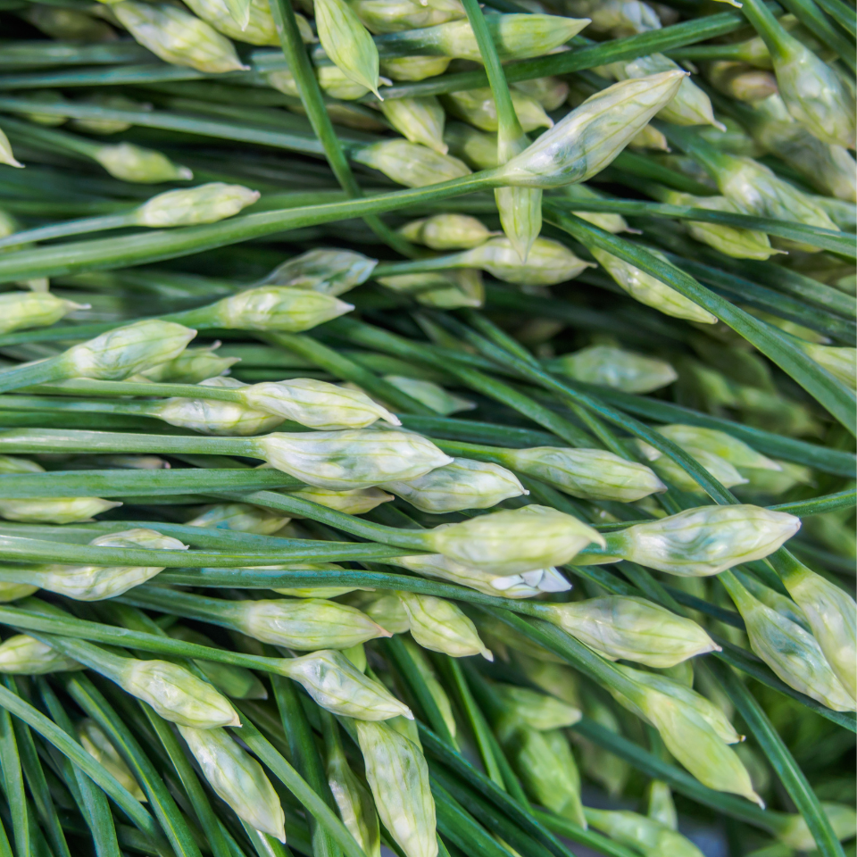 Garlic chives seeds, Allium Tuberosum - 30