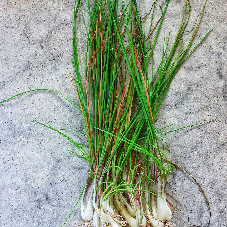 Garlic chives seeds, Allium Tuberosum - 30