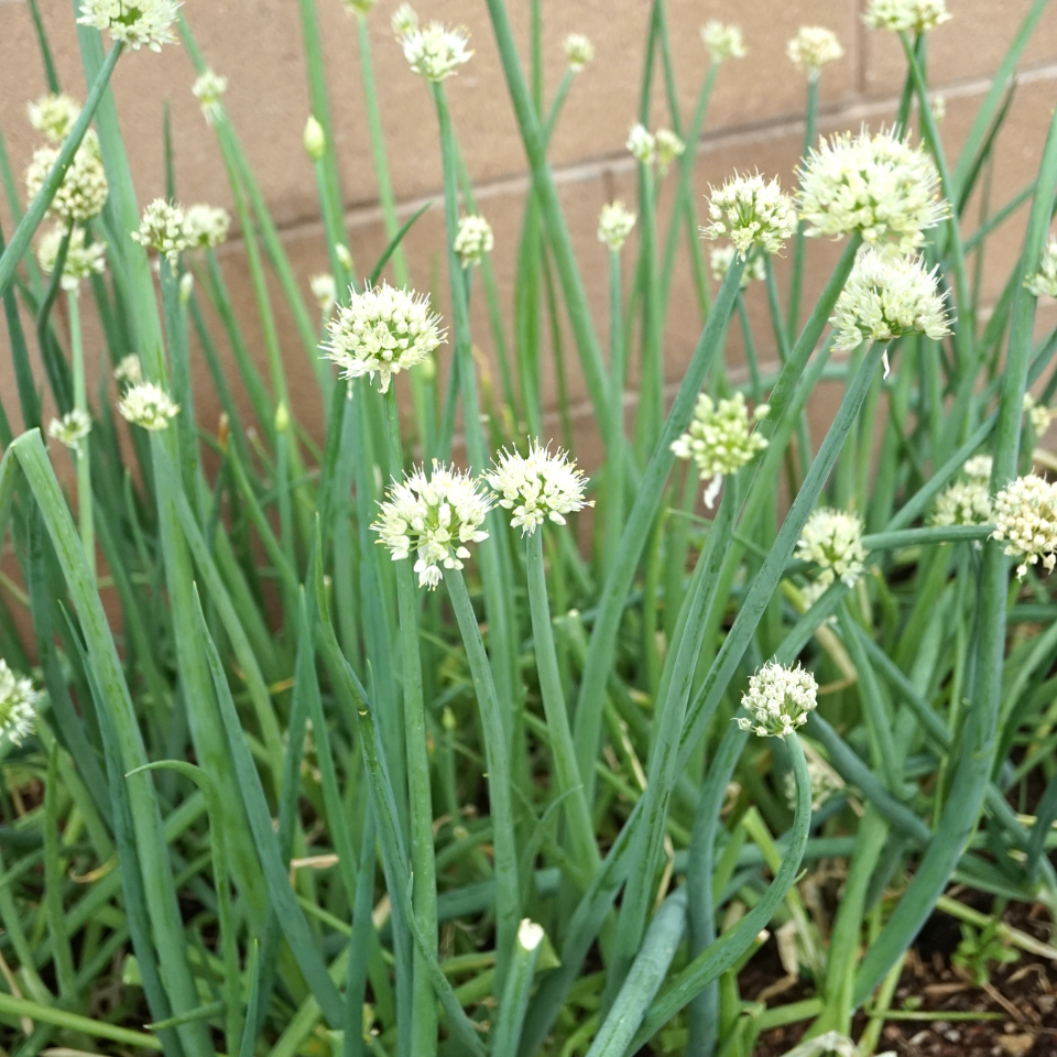 Scallion White flower seeds, Allium fistulosum - 30