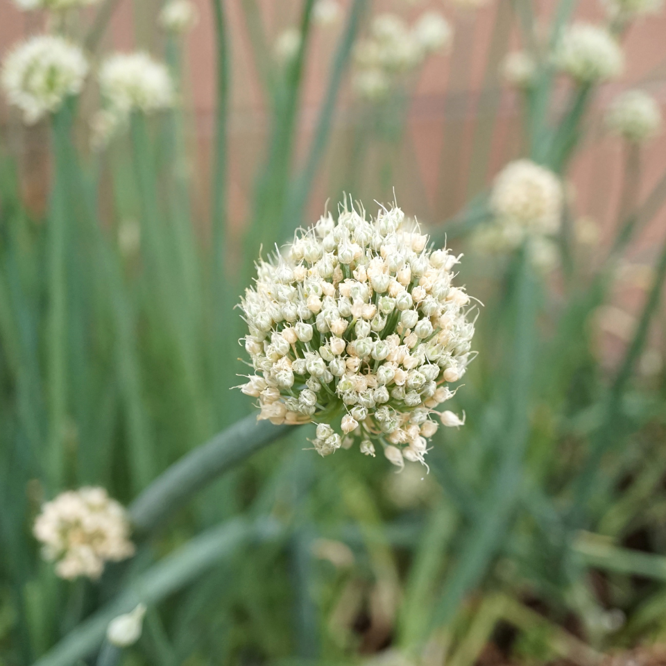 Scallion White flower seeds, Allium fistulosum - 30