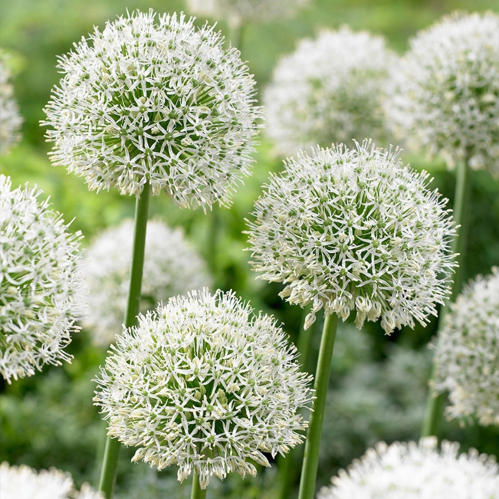 Scallion White flower seeds, Allium fistulosum - 30