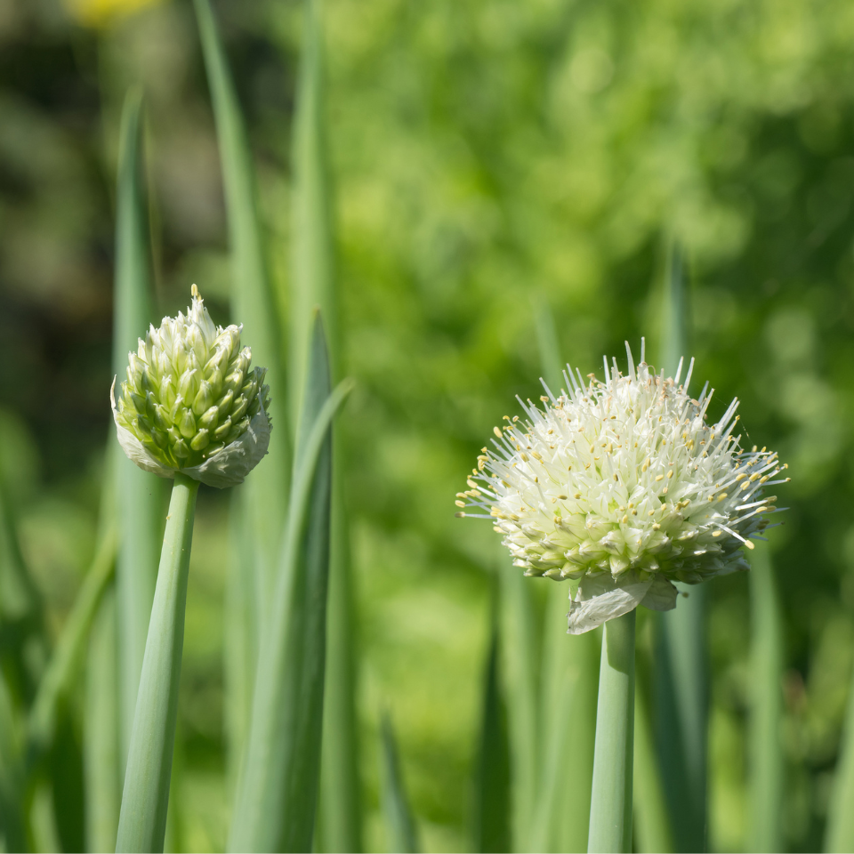 Scallion White flower seeds, Allium fistulosum - 30