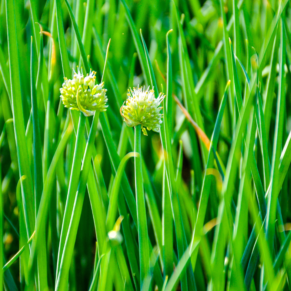 Scallion White flower seeds, Allium fistulosum - 30
