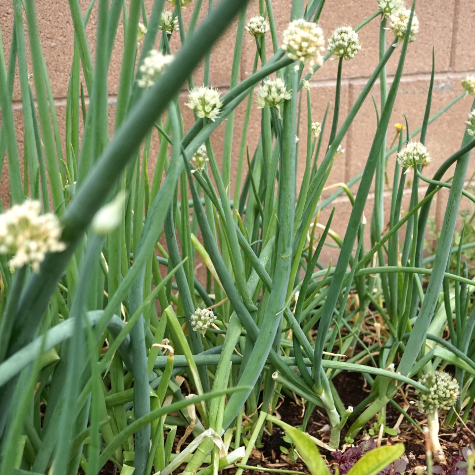 Scallion White flower seeds, Allium fistulosum - 30