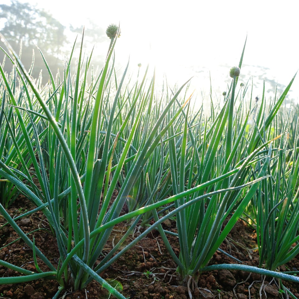 Scallion White flower seeds, Allium fistulosum - 30