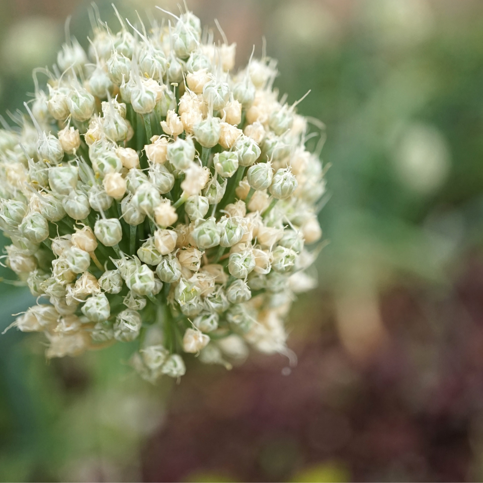 Scallion White flower seeds, Allium fistulosum - 30