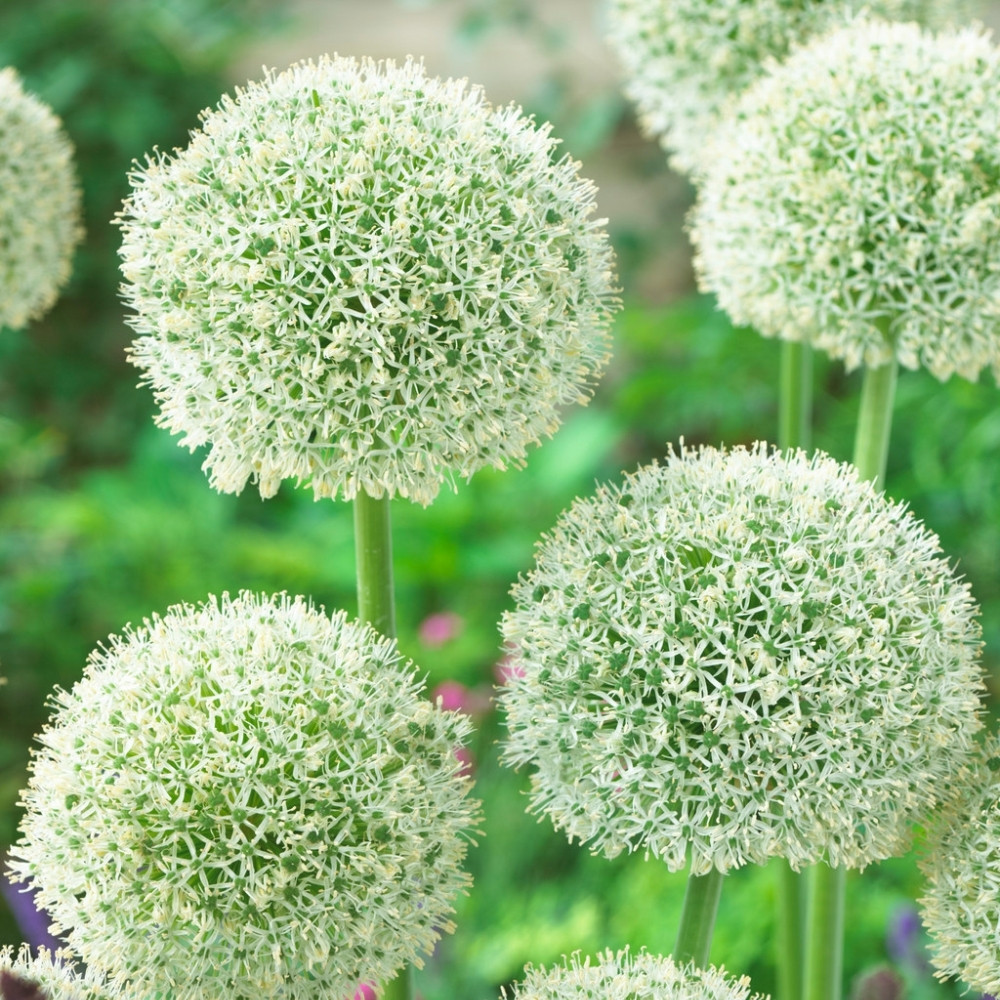 Scallion White flower seeds, Allium fistulosum - 30