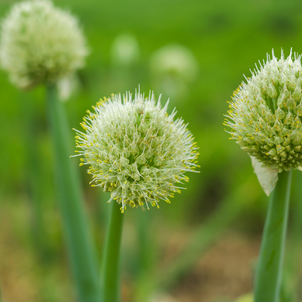 Scallion White flower seeds, Allium fistulosum - 30