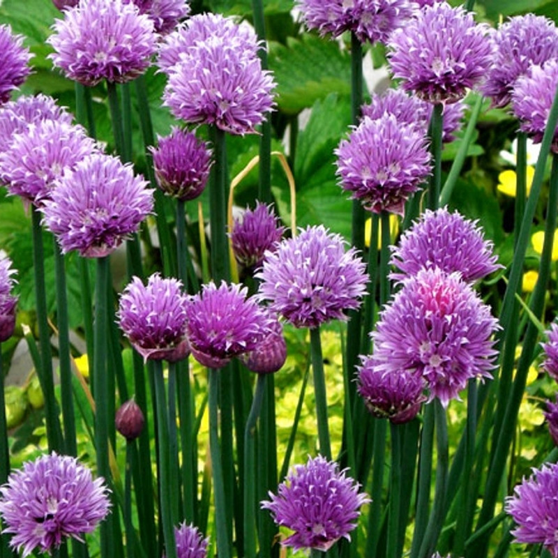 Common Chives Seeds, Allium Schoenoprasum - 30
