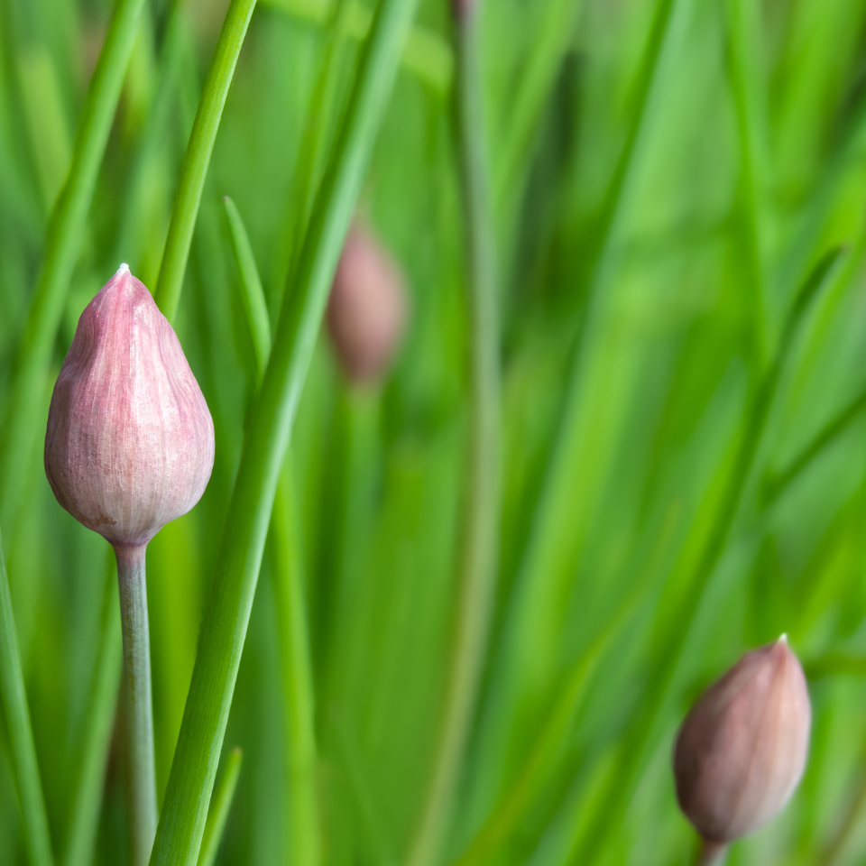 Common Chives, Onion Chives seeds - 30