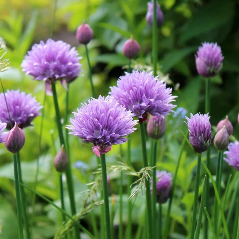 Common Chives Seeds, Allium Schoenoprasum - 30