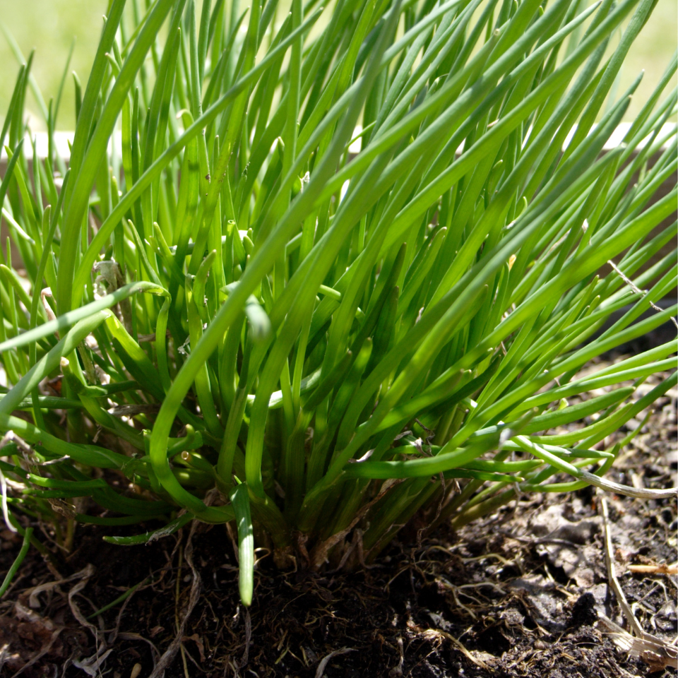 Common Chives, Onion Chives seeds - 30