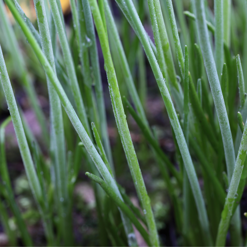 Common Chives, Onion Chives seeds - 30