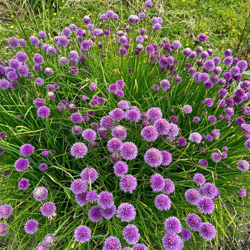 Common Chives Seeds, Allium Schoenoprasum - 30
