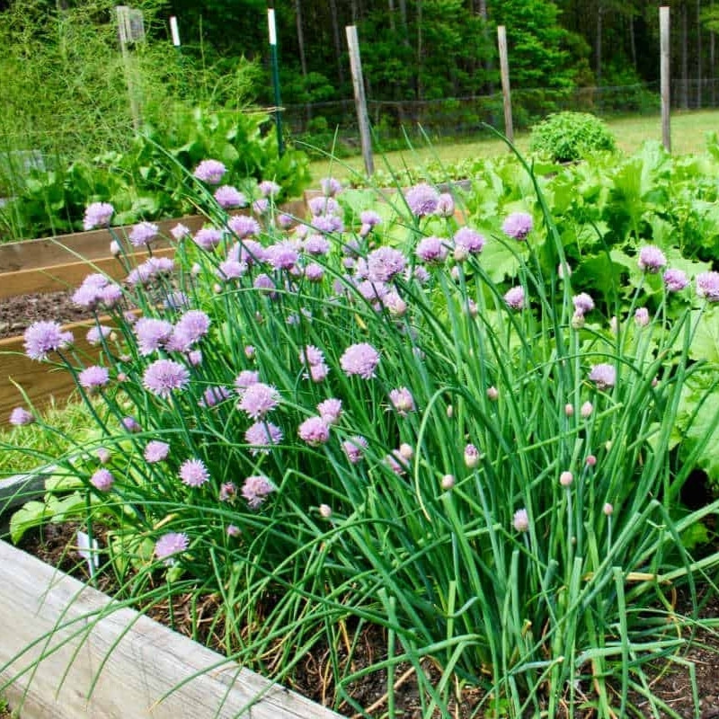 Common Chives Seeds, Allium Schoenoprasum - 30
