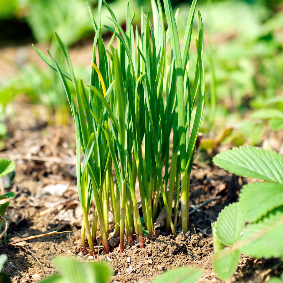 Common Chives, Onion Chives seeds - 30