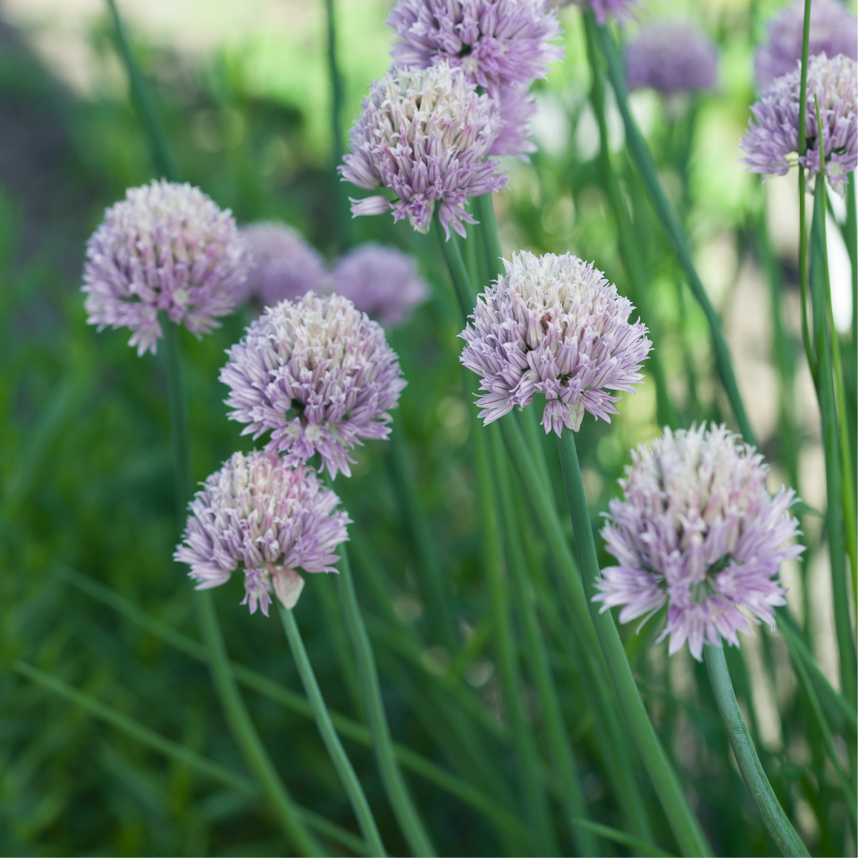 Common Chives, Onion Chives seeds - 30
