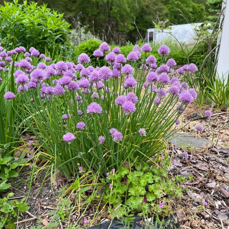 Common Chives Seeds, Allium Schoenoprasum - 30