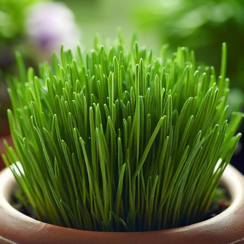 Common Chives Seeds, Allium Schoenoprasum - 30